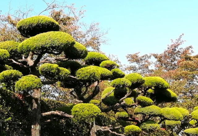 「お庭屋のoh庭ya」